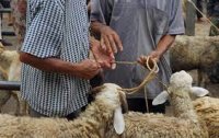 ما حكم شراء الأضحية بالدين؟