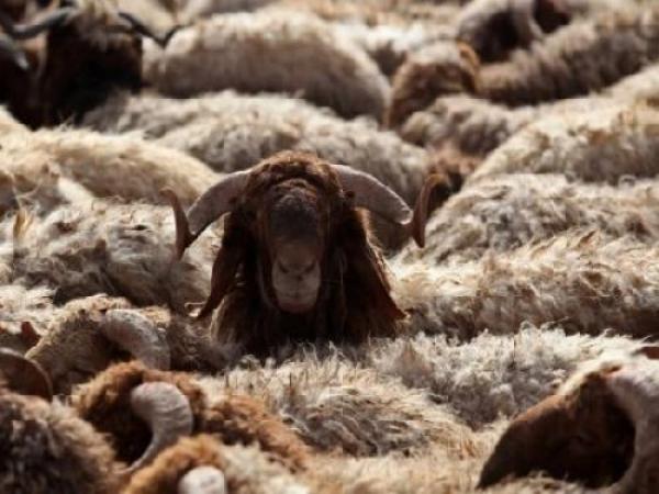 صحة البلقاء تطلق حملة رقابية على أماكن بيع الأضاحي