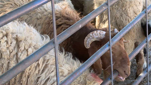الأمانة: 50 طبيبا بيطريا في مواقع الاضاحي واستبدال أي خروف لا يصلح