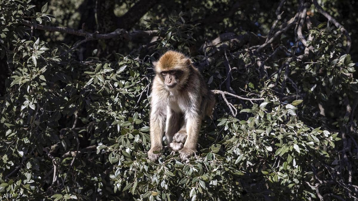 الصين تسجل أول وفاة بشرية بـ"الفيروس القردي"