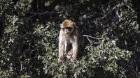 الصين تسجل أول وفاة بشرية بـ"الفيروس القردي"