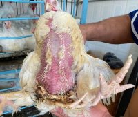 دجاجة بأربعة أرجل في منشية الكرك