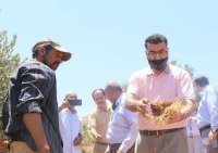 الحنيفات: نُصدر البذور إلى 50 دولة