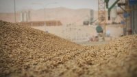 الأردن يطرح عطاء لشراء 120 ألف طن من القمح