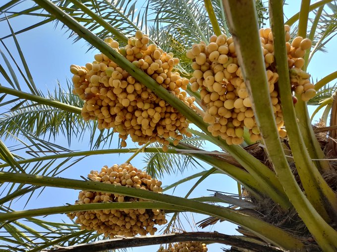 محطة الكرامة للبحوث الزراعية مرجع لأصناف التمور