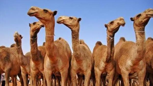 الزراعة توضح اسباب حجر الأبل في حدود العمري
