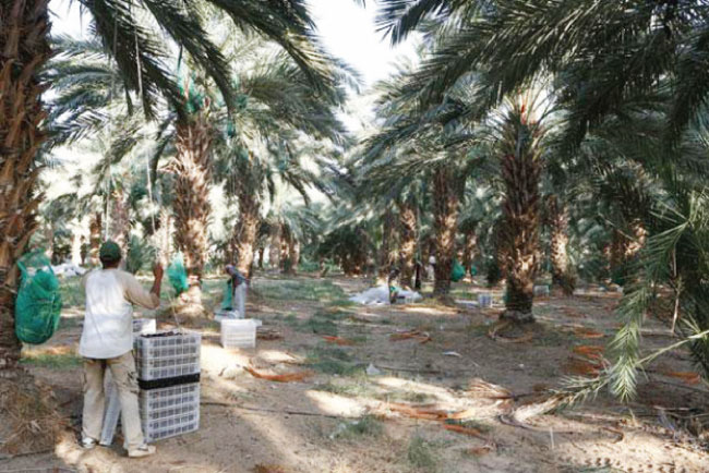 وادي الأردن: شح مياه الري يلحق خسائر بمزارعي التمور
