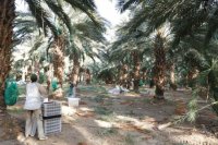وادي الأردن: شح مياه الري يلحق خسائر بمزارعي التمور