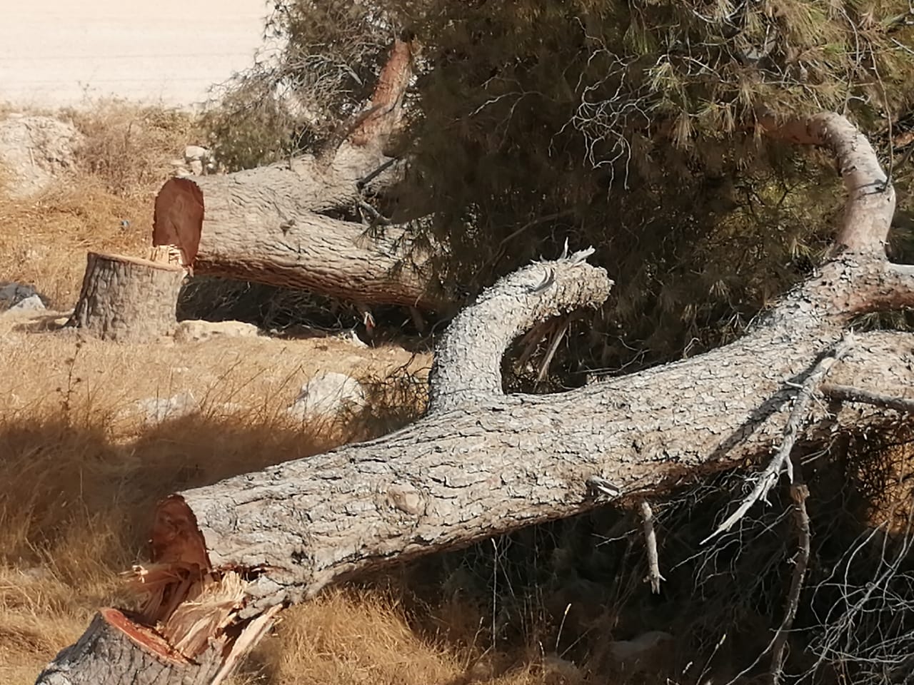 مجهولون يجهزون على آخر 11 حرجية في المزار الشمالي