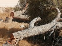 مجهولون يجهزون على آخر 11 حرجية في المزار الشمالي