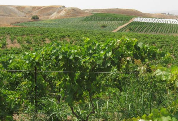 الحكومة: تأخر الأردن بالاكتفاء الذاتي زراعيا يعرض الأمن الغذائي للخطر