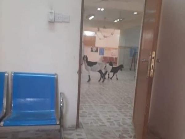 الصحة تنفي صحة صورة لماعز داخل مستشفى