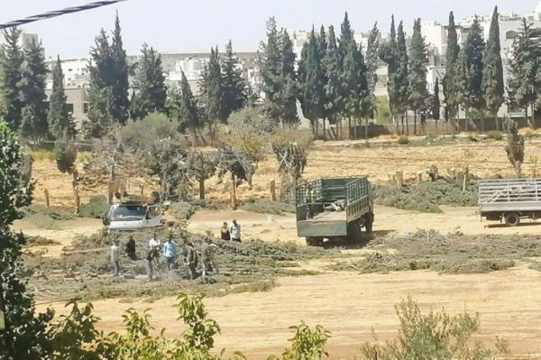 مطالبات بوقف مشروع طاقة شمسية أدى لقطع 172 شجرة