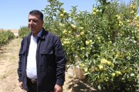 حنيفات: تحويل حيازات الأغنام الوهمية لمكافحة الفساد