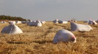 المفرق: بدء تطبيق الإجراءات الجديدة بآلية صرف الأعلاف