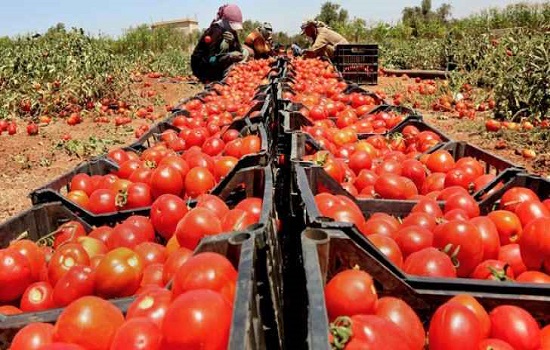 انخفاض أسعار المنتجين الزراعيين 8.1% حتى آب الماضي