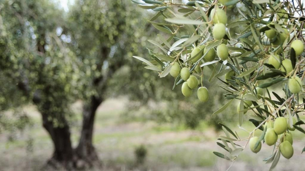 تمديد فترة التسجيل لمهرجان الزيتون إلى الخميس المقبل