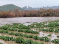 الأمطار تُحيي آمال مزارعي وادي الأردن بتحسين الموسم