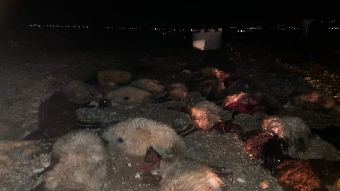 نفوق مايزيد على 30 راسا من الاغنام في منطقة الكرامة في الشونة الجنوبية