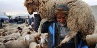 توزيع 200 ألف جرعة لتحصين الثروة الحيوانية من الحمى القلاعية في المفرق