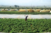 مرايا تنشر تفاصيل الخطة الوطنية للزراعة .. 35 مشروعا خلال 2022