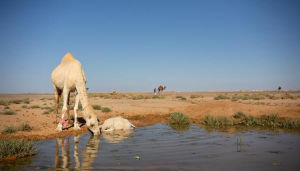 3880 ميغاواط الحمل الكهربائي مساء الثلاثاء