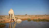 "حماية البرية": الحلول الآنية لا تساهم بمعالجة أزمة المياه