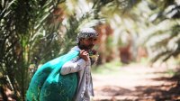 لجنة الزراعة النيابية توصي بتخفيض رسوم تصاريح العمل في القطاع الزراعي