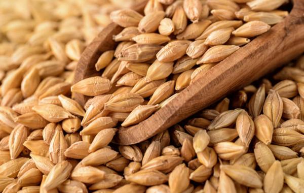 الأردن يطرح عطاء لشراء 120 ألف طن شعير