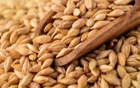 الأردن يطرح عطاء لشراء 120 ألف طن شعير