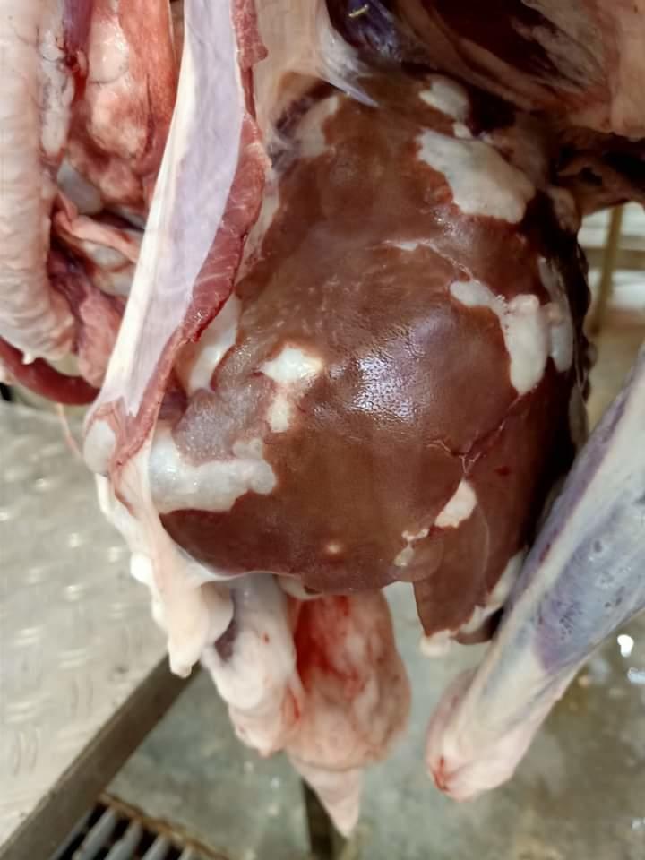 اتلاف لحوم غير صالحة بمعان
