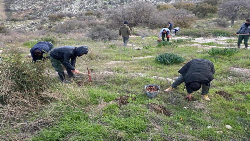 البدء بزراعة 120 ألف شجرة بلوط في محمية غابات اليرموك