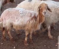نفوق 120 رأس من أمهات الأغنام في لواء بصيرا