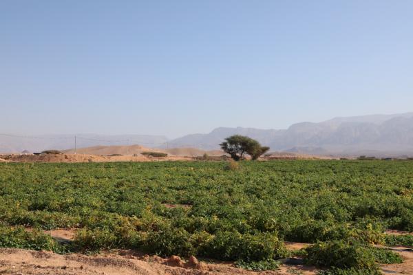 المياه توضح حول كميات مياه المشاريع الزراعية في رم والديسي