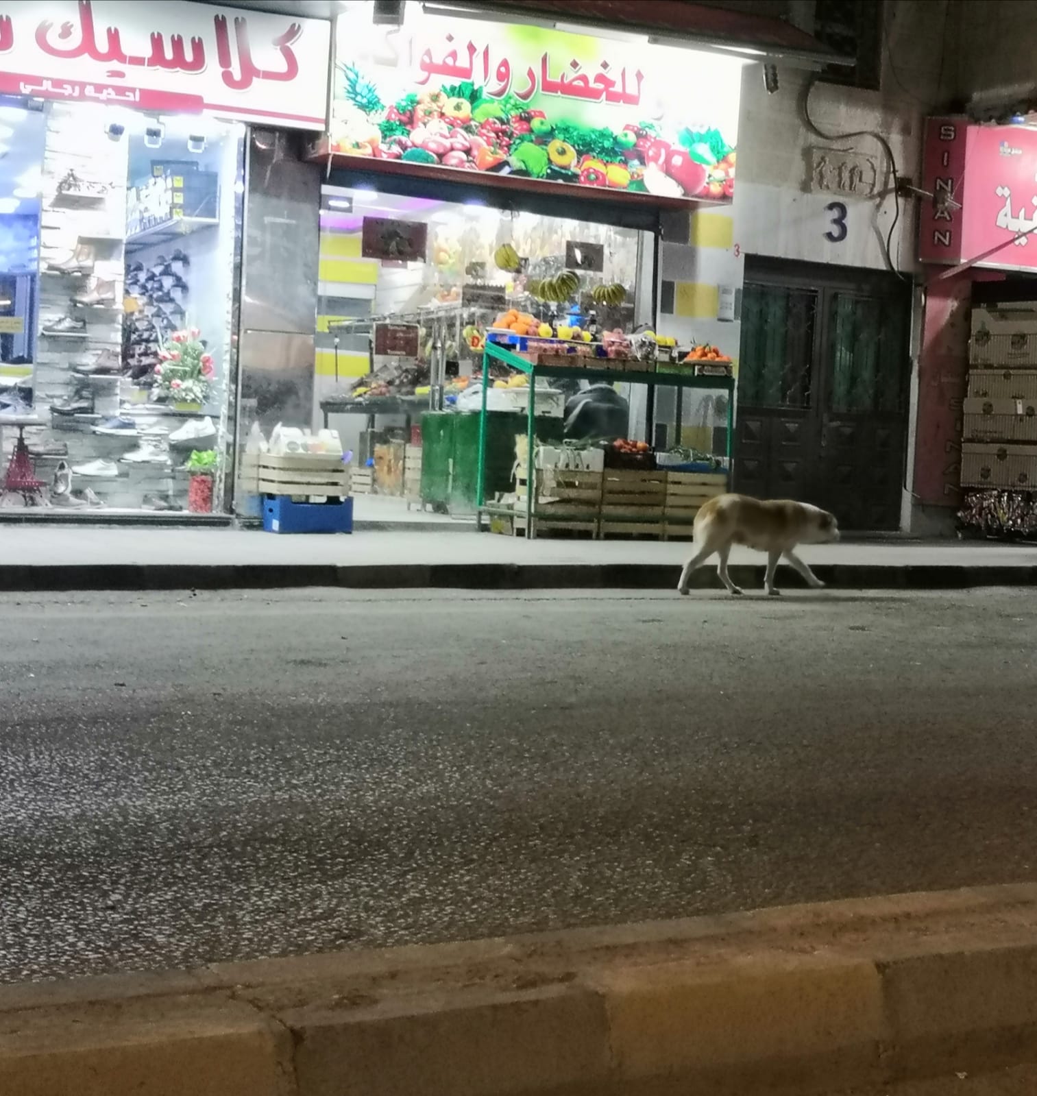 كلاب ضالة تصول امام المحال التجارية وسط مدينة مادبا