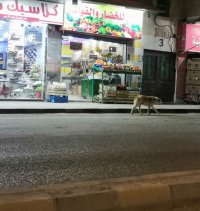 كلاب ضالة تصول امام المحال التجارية وسط مدينة مادبا
