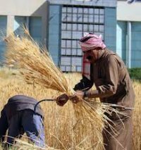 الزراعة تدعو مزارعي القمح والشعير تثبيت أسمائهم بالكشوفات
