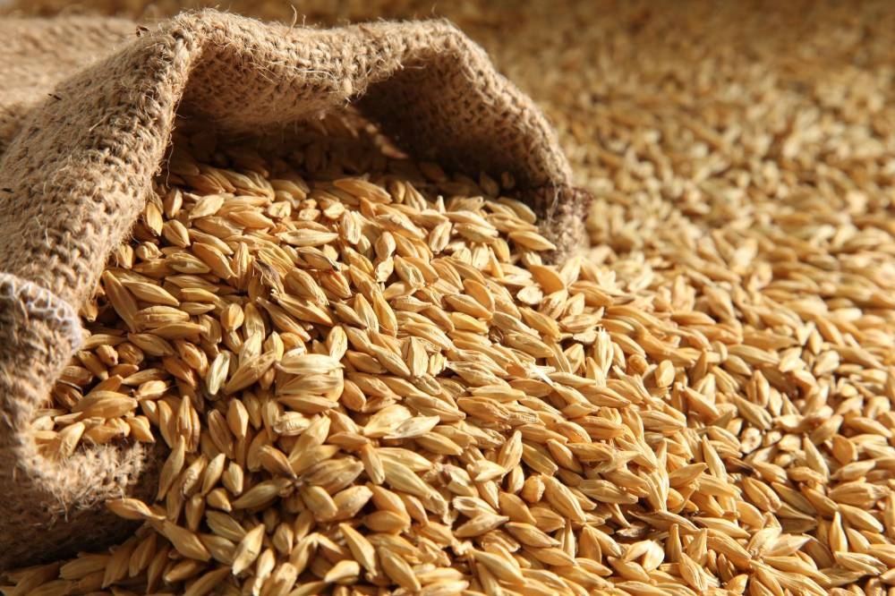 الحكومة تطرح عطاء شراء 120 ألف طن من الشعير