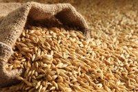 الحكومة تطرح عطاء شراء 120 ألف طن من الشعير