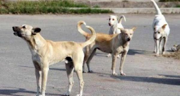 وفاة طفل اثر تعرضه للعض والنهش من قبل كلب في مأدبا