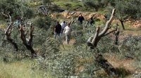 مستوطنون ينفذون 80 اعتداء بحق ممتلكات لفلسطينيين في محيط نابلس