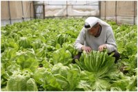 مصدرو الخضار يؤكدون انخفاض أسعارها