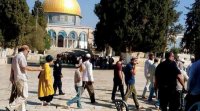 (منظمات الهيكل) تدعو إلى اقتحام جديد للمسجد الأقصى