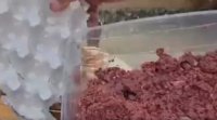 شاهد - فيديو يكشف كارثة.. حواوشي ولحمة من كراتين البيض