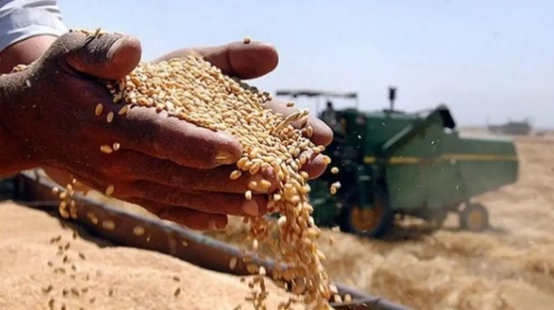زراعة المفرق تبدأ بإصدار شهادات إنتاج المنشأ للقمح والشعير في المفرق