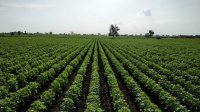البنك الدولي يدرس تقديم 95.6 مليون دولار لدعم التنمية الزراعية في الأردن