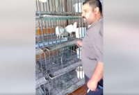 بعد إزالة الحكومة السقوف السعرية.. فيديو أردني في حوار غاضب مع الدجاج