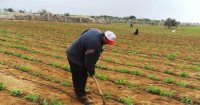 350 ألف عامل وافد في السوق الأردنية