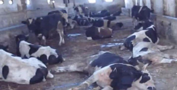 إحالة ملف نفوق الأبقار في المفرق للأجهزة الأمنية