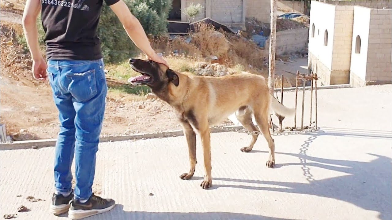 اسلوب جديد للسرقة في الاردن.. سيدة تسقط "حرامي" بضربة قاضية - تفاصيل